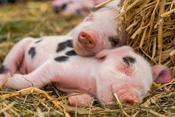 Oxford Sandy y los lechones negros durmiendo juntos — Foto de Stock