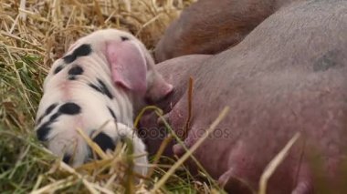 Yalakalık Oxford Sandy siyah domuz yavruları