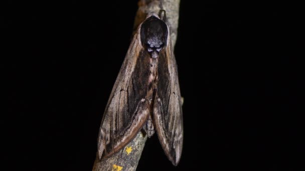 Ptačí zob hawk-moth (Sphinx ligustri) proti černému pozadí — Stock video