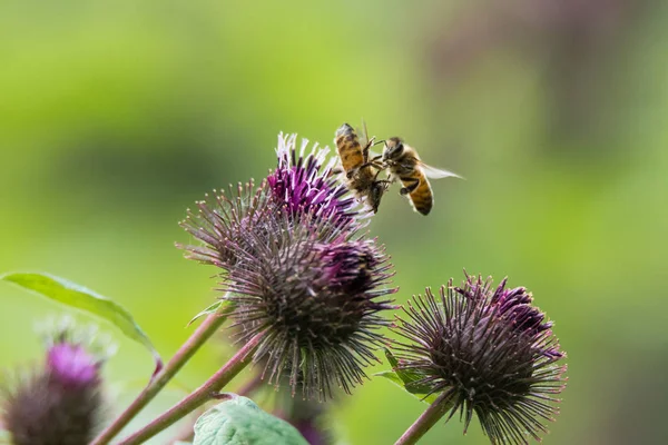 Mézelő méhek (Apis mellifera) harcok alatt virág — Stock Fotó