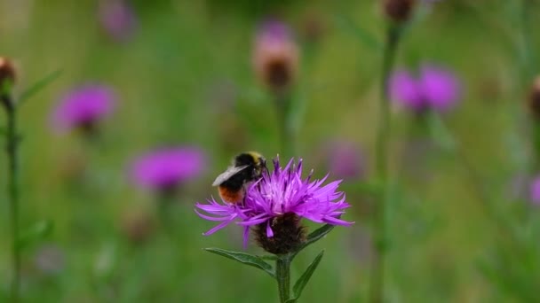 Essex Kaptan (Thymelicus lineola) ve bumblebee nectaring — Stok video