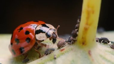 Palyaço uğur böceği (Harmonia axyridis) Yetişkin yeme yaprak biti