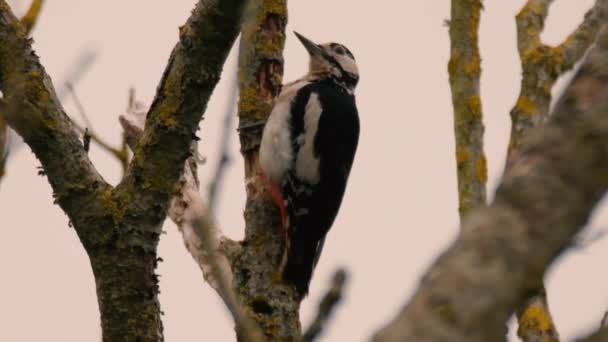 Gran pájaro carpintero moteado (Dendrocopos major) picoteando madera muerta — Vídeo de stock