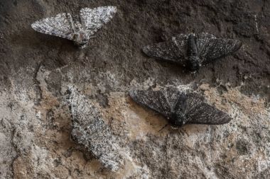 Biberli güve (Biston betularia) melanic ve hafif formu