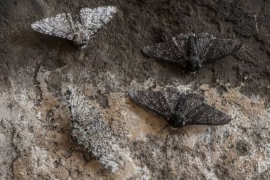 Peppered moth (Biston betularia) melanic and light form clipart