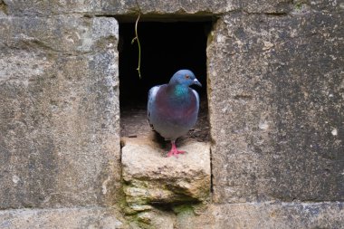 Yuva hole duvar çıkan yabani güvercin (Columba livia)