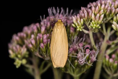 Orange footman moth (Eilema sororcula) on flower clipart
