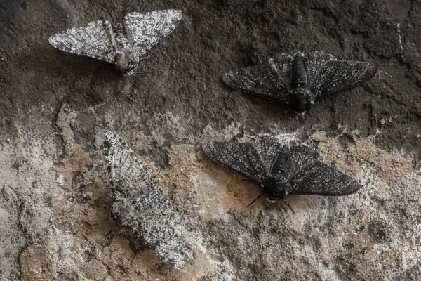 Traça apimentada (Biston betularia) forma melânica e leve — Fotografia de Stock