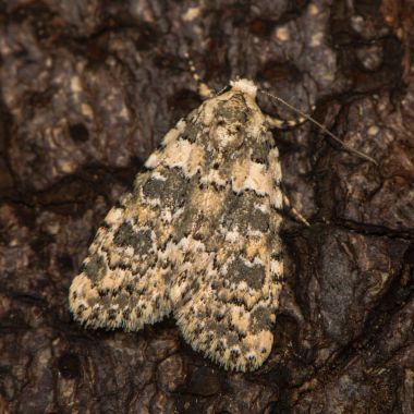 Kabuk üzerinde istirahat mermer Güzellik (Bryophila domestica)