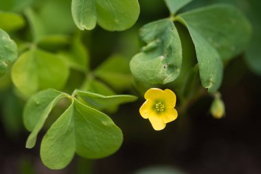 Wood sorrel (Oxalis sp.) flower and leaves clipart