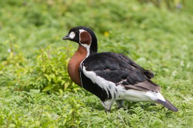 Kırmızı göğüslü Kaz (Branta ruficollis)
