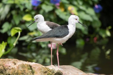 Bayağı uzunbacak (Himantopus himantopus çifti)