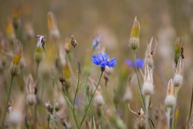 Peygamber Çiçeği (Centaurea cyanus) çiçek ve seedheads