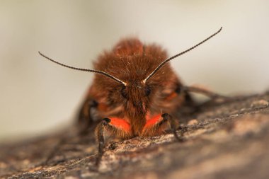 Ruby on Rails tiger moth (Phragmatobia fuliginosa) Önden Görünüm
