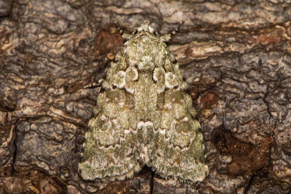Marmorerad grön moth (Cryphia muralis) i vila på bark — Stockfoto