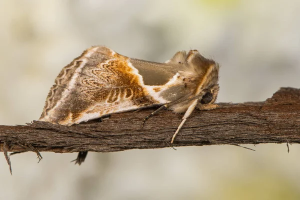 Buff arcos traça (Habrosyne pyritoides) em repouso no perfil — Fotografia de Stock