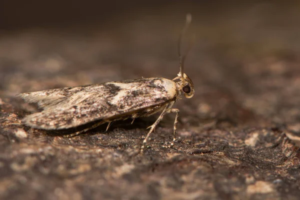 Blastobasis adustella polilla en la corteza — Foto de Stock