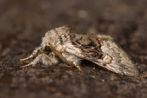 Dió-fa tussock moth (Colocasia coryli) nyugalmi üzemmódban — Stock Fotó