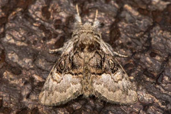 Nut-tree tussock moth (Colocasia coryli) at rest on bark — Stock Photo, Image