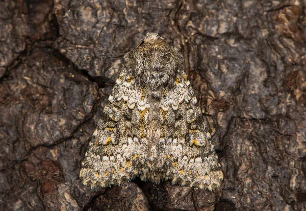 Small ranunculus (Hecatera dysodea) at rest on bark — Stock Photo, Image