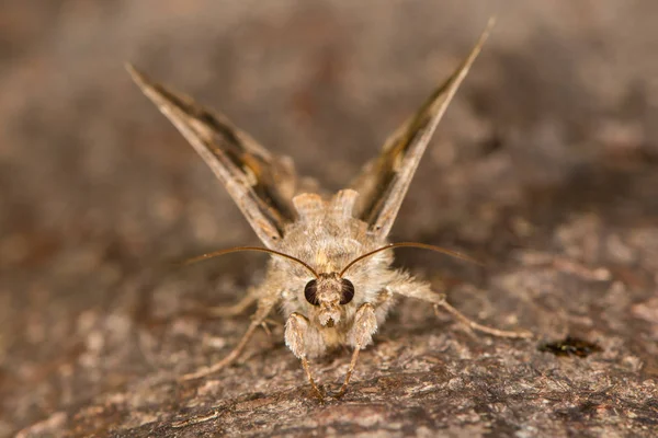 Silver Y (Augtographa gamma) about to take flight — Stock Photo, Image