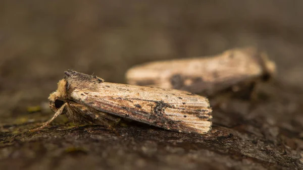 Полум'яний метелик (Axylia putris) відпочиває на корі — стокове фото