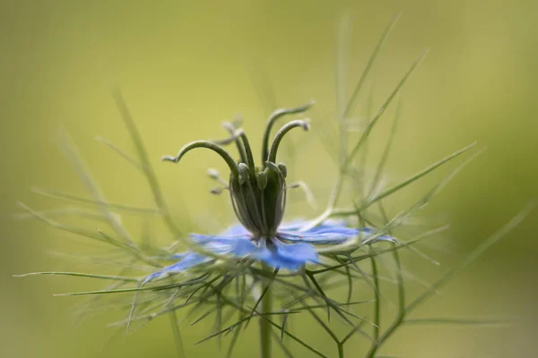 Flor e brácteas de amor em uma névoa (Nigella damascena) — Fotografia de Stock