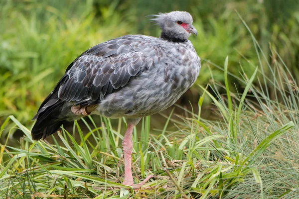 Cája obojková (Chauna torquata) — Stock fotografie