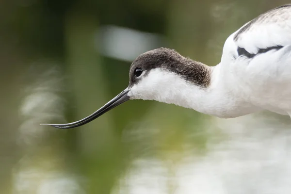 Skärfläcka (Recurvirostra avosetta) huvud och näbb — Stockfoto