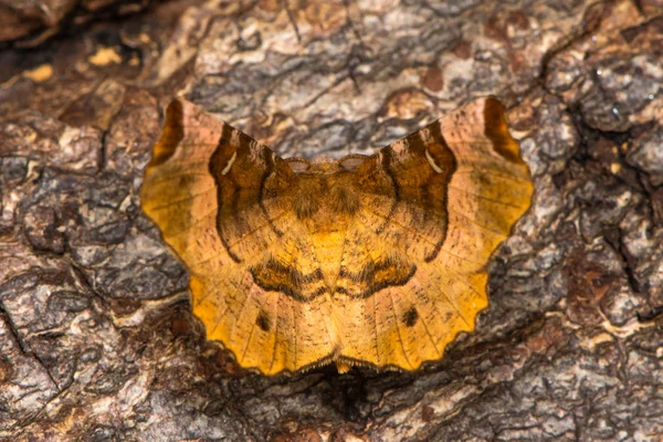 Lila thorn moth (Selenia tetralunaria) uttagen — Stockfoto