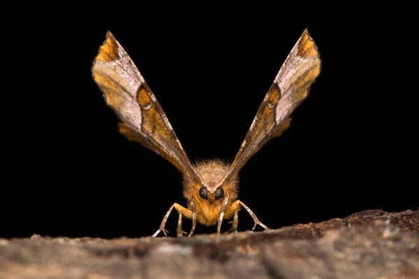 Můra (Selenia tetralunaria) hlava na fialové thorn — Stock fotografie