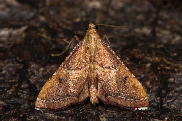 Endotricha flammealis micro-papillon de nuit sur l'écorce d'en haut — Photo