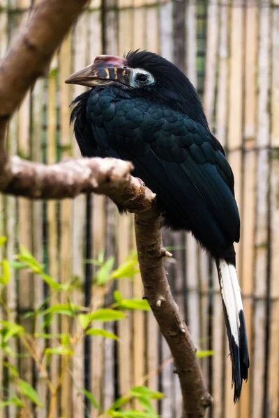 Hornbill de Visayan (Penelopides panini ) — Foto de Stock