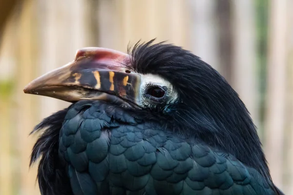 Hornbill Visayan (Penelopides panini) cabeça e conta — Fotografia de Stock