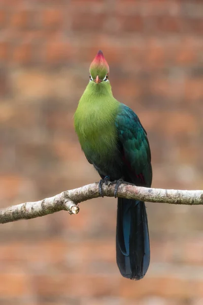 Fischer's turaco (Tauraco Real-Time) prohlížení hlavu na — Stock fotografie