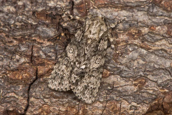 Polilla gris álamo (Acronicta megacephala) en reposo sobre corteza — Foto de Stock