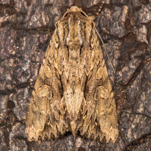 Mörka valv (Apamea monoglypha) i vila på bark — Stockfoto