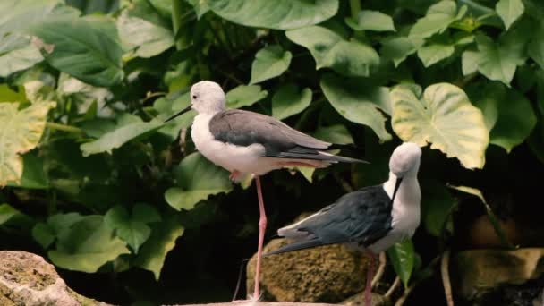 Par de palafitas de asas negras (Himantopus himantopus ) — Vídeo de Stock