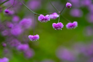 Thalictrum delavayi 'Hewitt Çift Kişilik ' çiçekler
