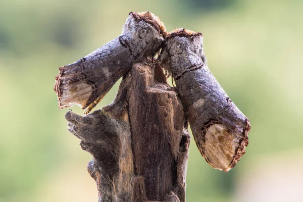 Dvojice buff-tip molů (Phalera bucephala) na tyčce — Stock fotografie