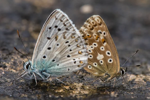 Chalk hill blue (Polyommatus coridon) butterflies mating — Stock Photo, Image