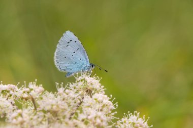 Hogweed üzerinde besleme Holly mavi (Celastrina argiolus)