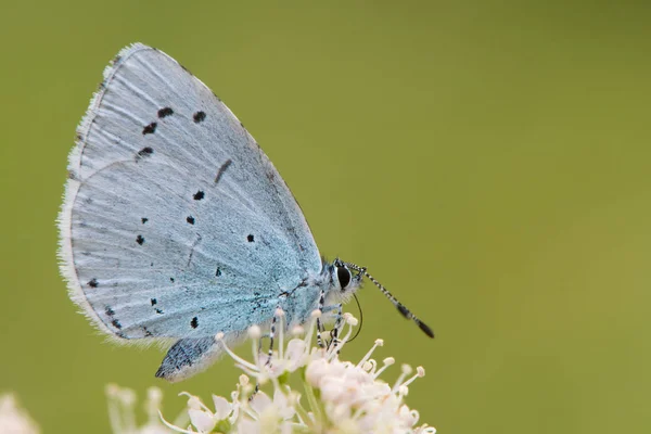 Holly blue (Celastrina argiolus) feeding on hogweed close — Stock Photo, Image