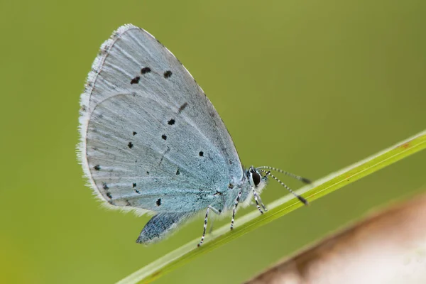 Holly blue (Celastrina argiolus) at rest on grass — Stock Photo, Image