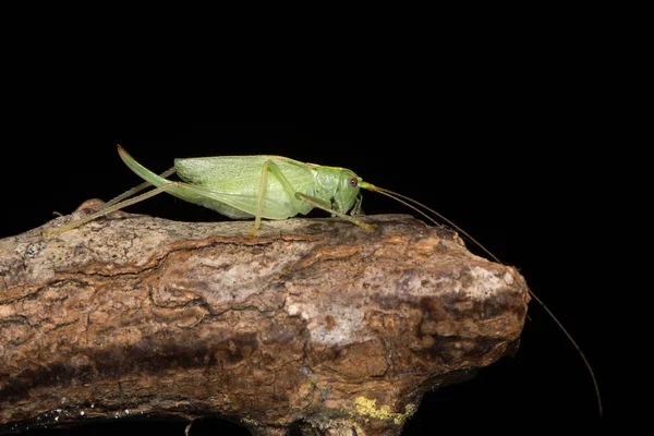 Críquete de carvalho (Meconema thalassinum) em perfil — Fotografia de Stock