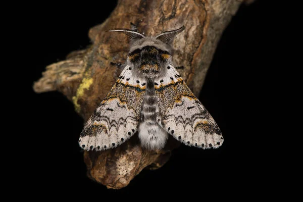 Sälg kattunge moth (gaffelbenet gaffelbenet) mot svart — Stockfoto