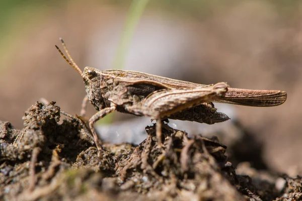 İnce groundhopper (Tetrix subulata) Yetişkin göster