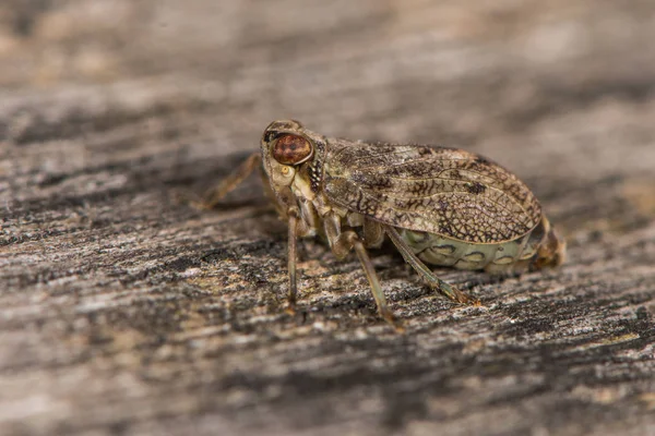 Issus coleoptratus planthopper bug in profil — Zdjęcie stockowe