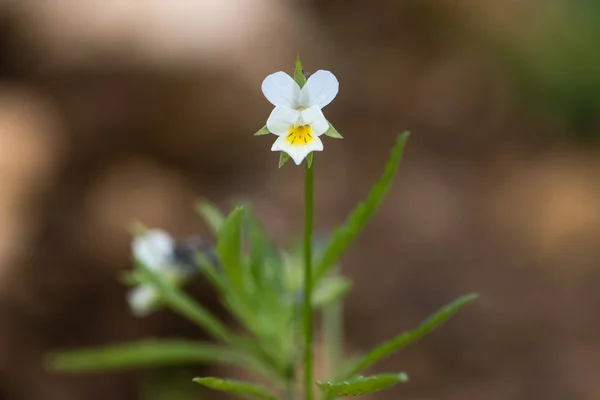 Field pansy (Viola arvensis) plant in flower — Stock Photo, Image