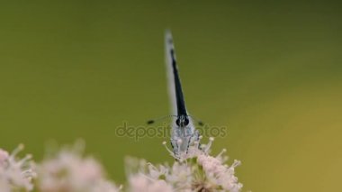 Holly mavi (Celastrina argiolus) nectaring hogweed üzerinde